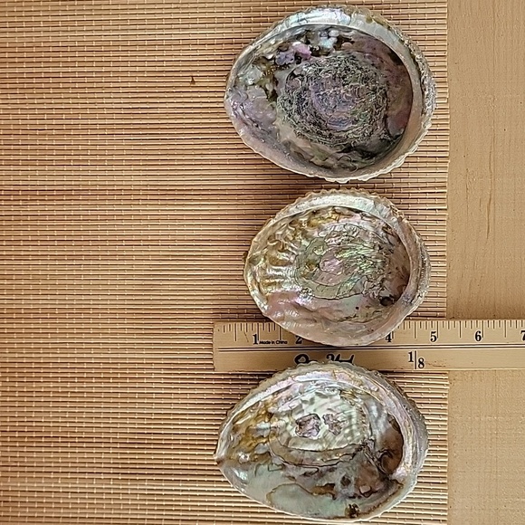 3 Large Abalone Shells - Picture 3 of 4